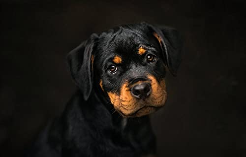 LHJOY Puzzle 1000 Teile Kinder Hund Rottweiler Türhund von LHJOY