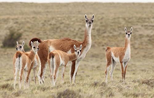 LHJOY Puzzle 1000 Teile Tiere Lama Guanaco 75X50Cm von LHJOY