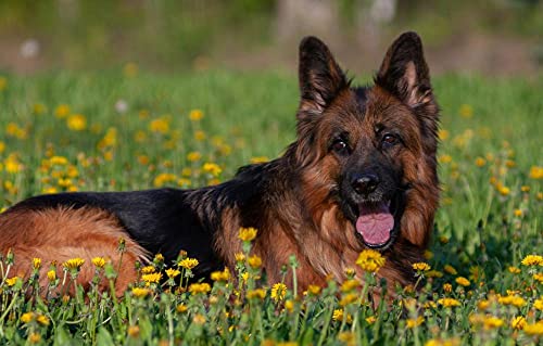 LHJOY gro?es Puzzle für Erwachsene 1000 Teile Hund Löwenzahn Deutscher Schäferhund von LHJOY