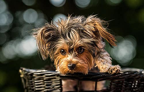 LHJOY schweres Puzzle 1000 Teile Welpen-Yorkshire-Terrier-Yorkie-Terrier von LHJOY