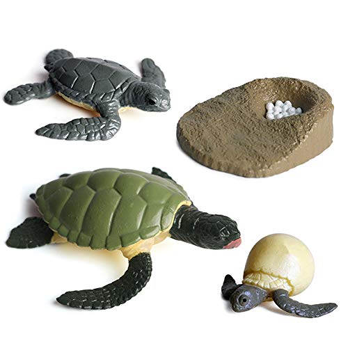 LICHENGTAI 4 Stück Lebenszyklus Zahlen von Schildkröte Biologie Wissenschaft Modell Spielzeug Pädagogische Figuren Evolution Spielzeug Wachstum Stadium Modell für Kinder von LICHENGTAI