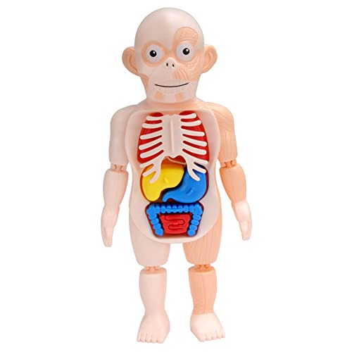 LICHENGTAI Menschlicher Körper Organ Puppe, Menschliches Torso-Modell, Anatomie Lernpuppe Physiologisches Pädagogisches Kognitives Spielzeug Vorschullehrmittel für Baby Jungen Mädchen von LICHENGTAI