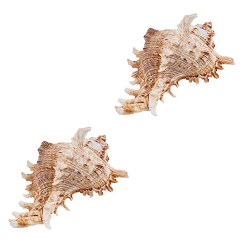 LIFKICH 2pcs Conch Shell Aquarium Ornamente Fischtankdekorationen Naturalschalenhandwerk von LIFKICH