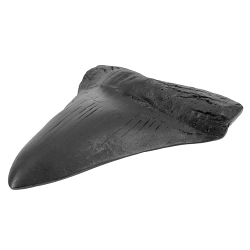 LIFKICH Megalodon Zähne Nachbildung Modell Zähne Von Meglodon Desktop Ornament Echtes Modell Nachbildung Von Zähnen Megalodon Zähne Nachbildung Simulierte Meglodon Zähne von LIFKICH