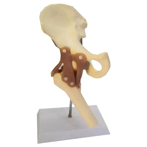 Funktionelles Hüftgelenkmodell - Anatomisches Hüftgelenk mit Bändern Modell - Menschliches 1:1 Lebensgröße, für Wissenschaft Klassenzimmer Studium, Display Lehre von LKYLVEE