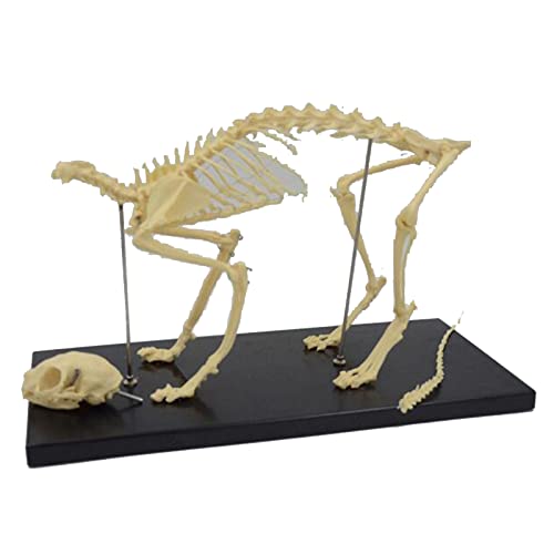 Katze Skelett Modell - Tier Skelett Anatomisches Modell - Katze Ganzkörper Knochen Skelett Tier Knochen Modell für Tierärztliche Studie Unterricht von LKYLVEE