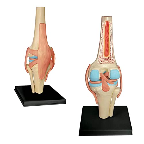 Kniegelenk anatomisches Modell - 19 abnehmbare Teile Medizinisches Lehrmodell - Medizinisches Unterricht anatomisches Kniemodell - für medizinische Bildungsausbildung von LKYLVEE