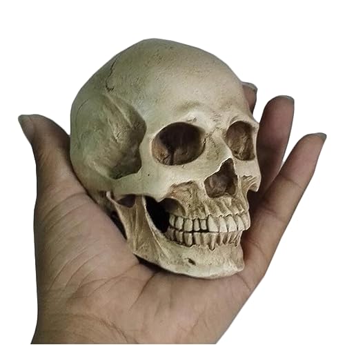 Mini Skull Model - 1:2 Human Anatomy Skull Model - Human Head Muscle Bone Medical Art Drawing Model for Artists Reference (Grau) von LKYLVEE