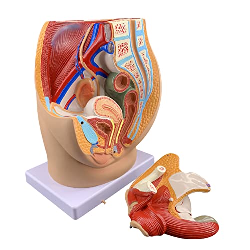 Weibliches Fortpflanzungsorgansystem Modell, Anatomie Bauch- und Beckenstrukturmodell, Abnehmbares 3 Teile Lernmodell Menschliches Gebärmuttermodell für Lehrstudium (A) von LKYLVEE