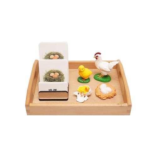 LLTCMYGS Montessori Küken Wachstumsprozess Set Lehrmittel, Sprachmaterialien für den Lebenszyklus des Wachstums von Küken LLTCMYGS Montessori Küken Wachstumsprozess Set Lehrmittel, Sprachmaterialien für den Lebenszyklus des Wachstums von Küken von LLTCMYGS