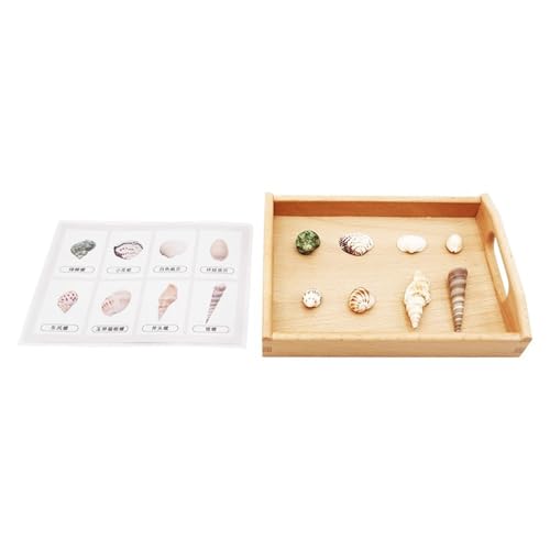 LLTCMYGS Montessori Muschel Entsprechende Karten Sprachlernmittel Set, Muscheln passen Vorschulmaterialien LLTCMYGS Montessori Muschel Entsprechende Karten Sprachlernmittel Set, Muscheln passen Vorschulmaterialien von LLTCMYGS