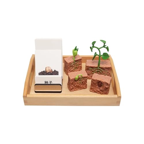 LLTCMYGS Montessori Pflanzenwachstumszyklus Modellset Spielzeuge, Sprachbildungsspielzeuge für die frühkindliche Entwicklung LLTCMYGS Montessori Pflanzenwachstumszyklus Modellset Spielzeuge, Sprachbildungsspielzeuge für die frühkindliche Entwicklung von LLTCMYGS