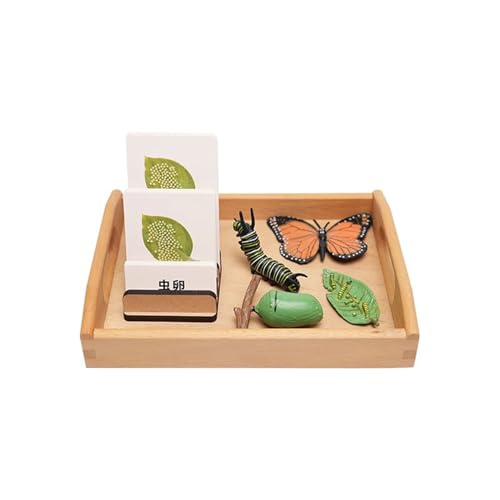 LLTCMYGS Montessori Schmetterlings-Wachstumszyklus-Set Lehrmittel, biologisches Modell des Wachstumzyklus von Tieren LLTCMYGS Montessori Schmetterlings-Wachstumszyklus-Set Lehrmittel, biologisches Modell des Wachstumzyklus von Tieren von LLTCMYGS