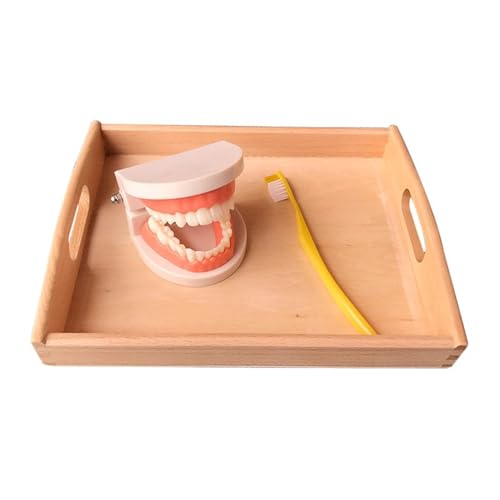 LLTCMYGS Montessori Zahnerkennung Putzen Lehrmittel, Prothesenmodell-Set Spielzeug LLTCMYGS Montessori Zahnerkennung Putzen Lehrmittel, Prothesenmodell-Set Spielzeug von LLTCMYGS