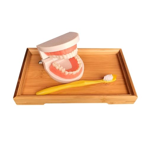 LLTCMYGS Montessori Zahnmodell Wissenschaftlicher und Kultureller Unterricht AIDS, Zahnputzspielzeug zum Erkennen von Zähnen LLTCMYGS Montessori Zahnmodell Wissenschaftlicher und Kultureller Unterricht AIDS, Zahnputzspielzeug zum Erkennen von Zähnen von LLTCMYGS