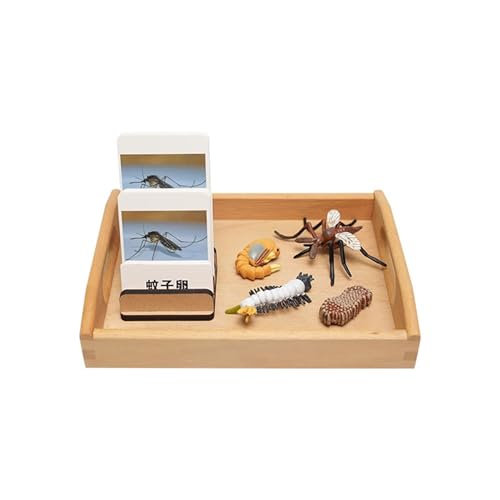LLTCMYGS Mückenwachstumszyklus-Modellset-Spielzeuge, Montessori-Lernhilfe-Materialien LLTCMYGS Mückenwachstumszyklus-Modellset-Spielzeuge, Montessori-Lernhilfe-Materialien von LLTCMYGS