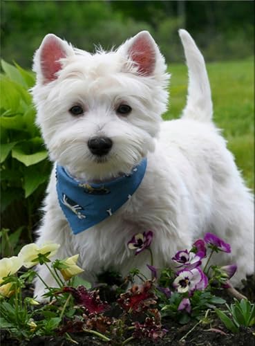 1000 Teile Tier-Papierpuzzle Westie-Hund Puzzle für Erwachsene Dickes, Robustes, Herausforderndes Party-38x52cm von LNTYW