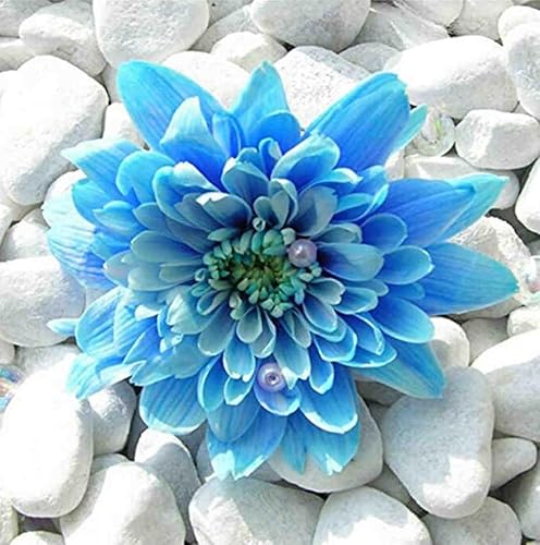 Blaue Blumen auf Steinen – 1000-teiliges Papierpuzzle – Puzzle-Geschenk für die Tochter, 38 x 52 cm von LNTYW