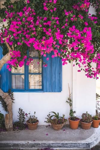 Bougainvillea im Fenster - 1000-teiliges Papierpuzzle - Lustiges Familienpuzzle 38 x 52 cm von LNTYW