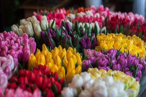 Bunte Tulpen - 1000 Teile Papierpuzzle - Geschicklichkeitsspiel für die ganze Familie, tolle Geschenkidee 26x38cm von LNTYW