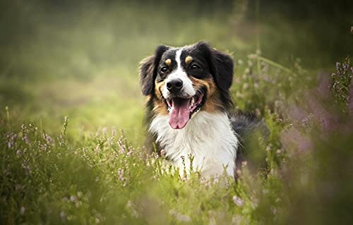 Geschenkidee zum Geburtstag Puzzle 1000 Teile Australischer Schäferhund Intelligenzspiel zum Stressabbau 70x50cm von LNTYW