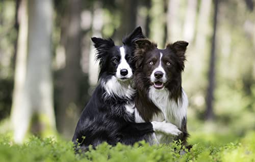 Kinderpuzzle aus Papier 1000 Teile Border Collie Zwei Hunde Intelligenzspiel zum Stressabbau 52 x 38 cm von LNTYW