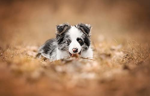 Papierpuzzle für Erwachsene mit Tieren, 1000 Teile, Border-Collie-Welpe, Intelligenzspiel zum Stressabbau, 70 x 50 cm von LNTYW