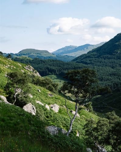 Puzzle 1000 Teile für Erwachsene, Geschenke-Berge, Bäume, Natur, 26 x 38 cm von LNTYW