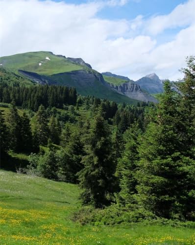 Puzzle 1000 Teile für Erwachsene – Berge, Bäume, Felder, 50 x 70 cm von LNTYW