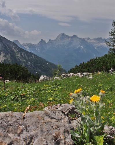 Puzzle 1000 Teile für Erwachsene – Berge, Felsen, Bäume, 50 x 70 cm von LNTYW