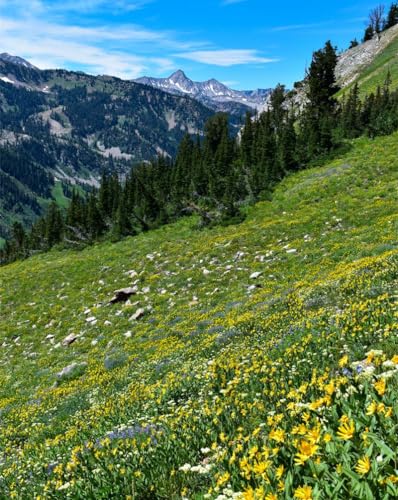 Puzzle 1000 Teile für Erwachsene und Kinder ab 10 Jahren – Berge, Bäume, Abhang, 26 x 38 cm von LNTYW