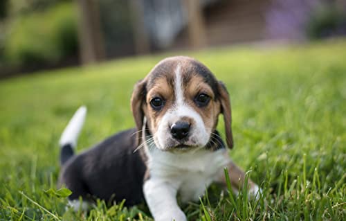 Puzzle 7 Ans Gar?on Puzzle 1000 Teile Chiot Beagle Intelligenz-Stressabbau-Spiel 38 x 26 cm von LNTYW