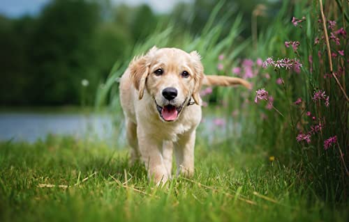 Puzzle für Erwachsene, 2000 Teile, Labrador Retriever-Welpe, Intelligenz-Spiel zum Stressabbau, 100 x 70 cm von LNTYW