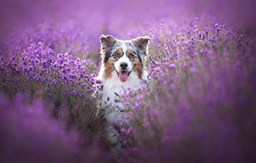 Puzzle für Erwachsene 2000 Teile Australischer Schäferhund Intelligenz-Stressabbau-Spiel 100x70cm von LNTYW