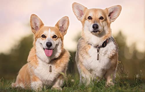 Puzzle für Kinder, 2000 Teile, Welsh Corgi-Hund, Intelligenzspiel zum Stressabbau, 100 x 70 cm von LNTYW