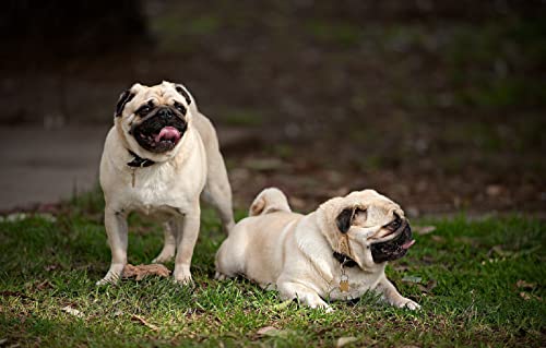 Puzzle für Mädchen, 2000 Teile, Hund, Intelligenz-Spiel zum Stressabbau, 100 x 70 cm von LNTYW