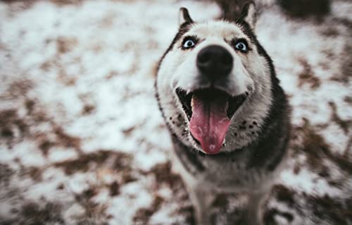 Riesenpuzzle für Erwachsene, 2000 Teile, Hund, Husky, Intelligenzspiel zum Stressabbau, 100 x 70 cm von LNTYW