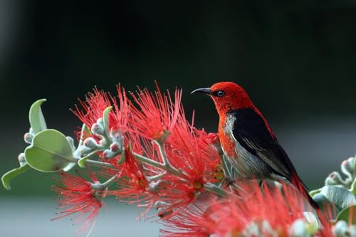 Rote Blume und rotköpfiger Vogel – 1000-teiliges Papierpuzzle – Puzzle-Geschenk für Eltern 38 x 52 cm von LNTYW