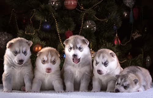 Schwieriges Denkspiel mit 1000 Teilen, Husky-Welpe, Intelligenzspiel zum Stressabbau, 38 x 26 cm von LNTYW