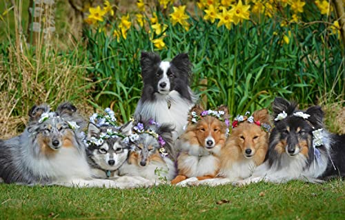 Schwieriges Puzzle für Erwachsene, 1000 Teile, Border Collie-Hund, Intelligenzspiel zum Stressabbau, 70 x 50 cm von LNTYW