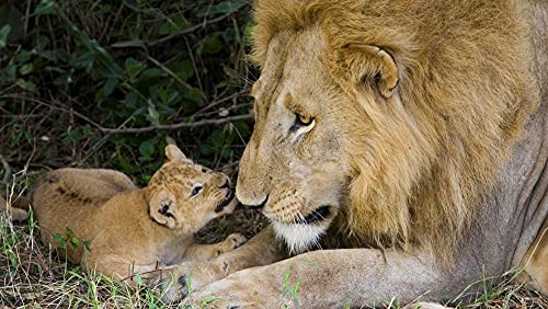 Tiermodell Löwe Vater und Sohn Puzzle,Erwachsenenpuzzle,Papierpuzzle,1000-teiliges Puzzle für Erwachsene26x38cm von LNTYW