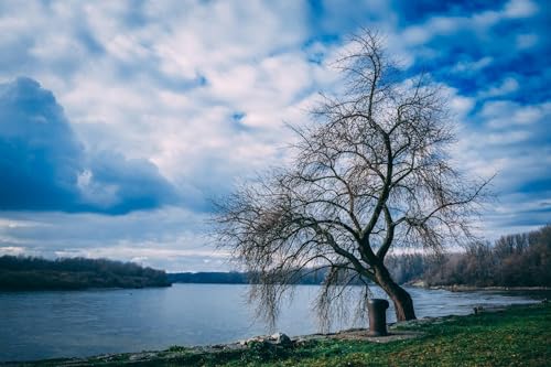 Toter Baum am See unter blauem Himmel - 1000-teiliges Papierpuzzle - Dicke, stabile Blöcke für eine anspruchsvolle Familienaktivität 50 x 70 cm von LNTYW