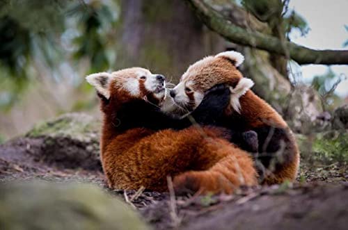 Zwei süße Rote Panda-Tiere. 1000-teiliges Puzzle für Kinder ab 12 Jahren. Anspruchsvolles Lernspiel für Teenager. 50 x 70 cm von LNTYW