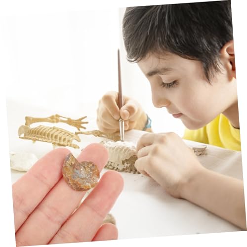 LOLIPPYY 2 Stück Versteinertes Ammoniten Exemplar Naturgetreues Pädagogisches Fossilien exemplar für Schüler Glatte Oberfläche Sicher und Dekorativ für Unterricht und Sammlungen LOLIPPYY 2 Stück Versteinertes Ammoniten Exemplar Naturgetreues Pädagogisches Fossilien exemplar für Schüler Glatte Oberfläche Sicher und Dekorativ für Unterricht und Sammlungen von LOLIPPYY