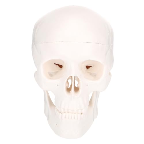 LOLIPPYY Medizinisches Abnehmbares Kunststoff Schädelmodell Miniatur für Kunstskizzen Anatomische Lehre und Stilvolle Wohnraumdekoration Detailgetreue Nachbildung mit Separaten Zähnen LOLIPPYY Medizinisches Abnehmbares Kunststoff Schädelmodell Miniatur für Kunstskizzen Anatomische Lehre und Stilvolle Wohnraumdekoration Detailgetreue Nachbildung mit Separaten Zähnen von LOLIPPYY
