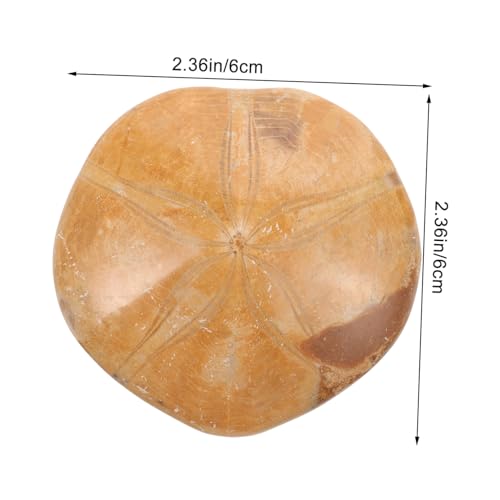 LOLIPPYY Natürlicher Meerestern Exemplar Sammlerstück für Dekoration Bildung Archäologie Geeignet LOLIPPYY Natürlicher Meerestern Exemplar Sammlerstück für Dekoration Bildung Archäologie Geeignet von LOLIPPYY