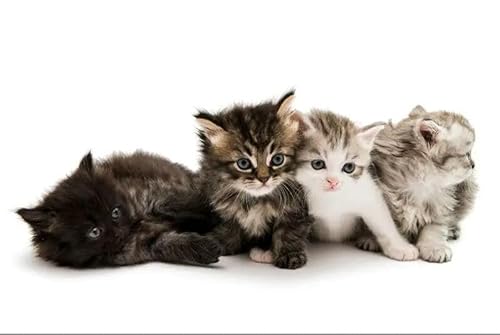 1000 Teile Kleine Mandarin-Katze Papierpuzzle Lernspielzeug für Erwachsene 50x70cm 1000 Teile Kleine Mandarin-Katze Papierpuzzle Lernspielzeug für Erwachsene 50x70cm von LQKADBCXT