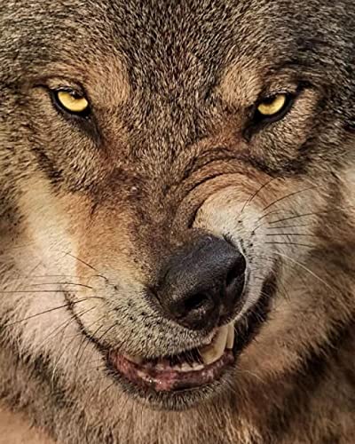 Puzzle für Erwachsene, 2000 Teile, Wolf, Tier, Basteln, Lernspielzeug, intellektuelles Spiel, Geschenk, 70 x 100 cm Puzzle für Erwachsene, 2000 Teile, Wolf, Tier, Basteln, Lernspielzeug, intellektuelles Spiel, Geschenk, 70 x 100 cm von LQKADBCXT