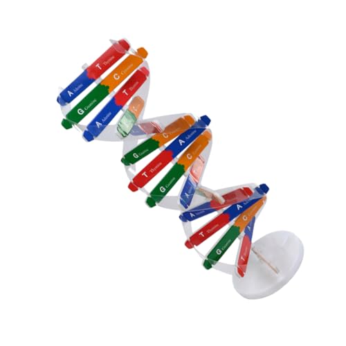 LRXIYODE DNA Modell Bausatz Doppelhelix Lernspielzeug für Schüler Biologisches Lehrmittel zum DIY Zusammenbauen Anschauliches Wissenschaftsset für Schulunterricht und Zufällige Farbe LRXIYODE DNA Modell Bausatz Doppelhelix Lernspielzeug für Schüler Biologisches Lehrmittel zum DIY Zusammenbauen Anschauliches Wissenschaftsset für Schulunterricht und Zufällige Farbe von LRXIYODE