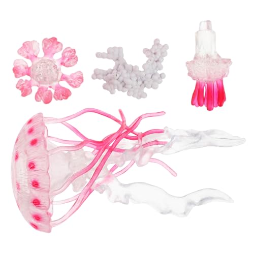 LRXIYODE Lebenszyklus Wasserqualle Lernspielzeug für Meerestiere Figuren Entwicklungsförderndes Aquarium Deko Sicheres Interaktives Lernspiel Vorschule Geeignet LRXIYODE Lebenszyklus Wasserqualle Lernspielzeug für Meerestiere Figuren Entwicklungsförderndes Aquarium Deko Sicheres Interaktives Lernspiel Vorschule Geeignet von LRXIYODE